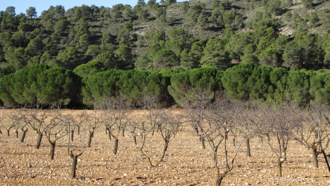 Sale - Land - Yecla - Yecla Centro