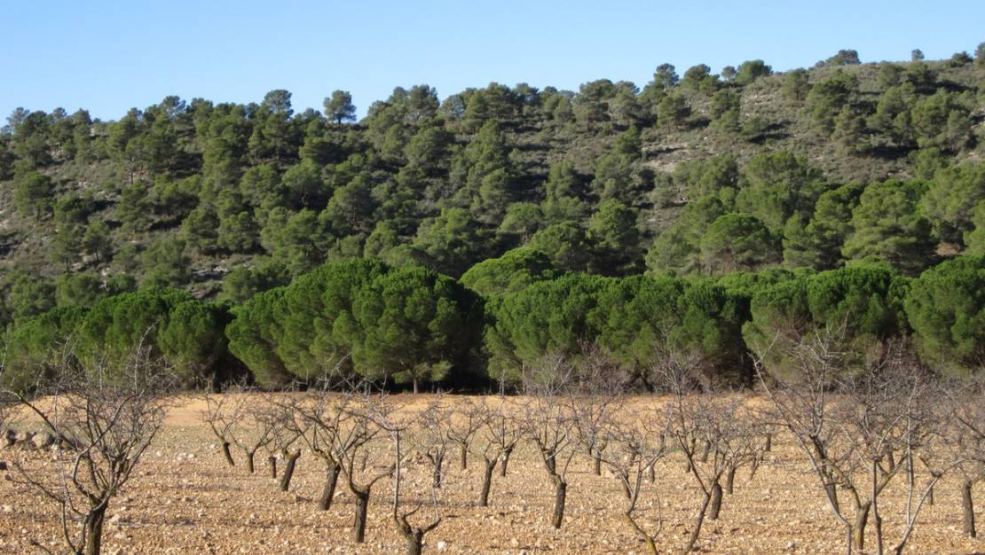 Sale - Land - Yecla - Yecla Centro