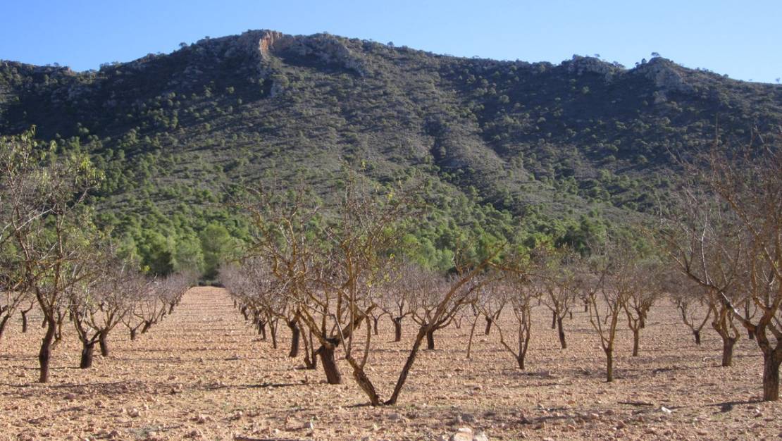 Sale - Land - Yecla - Yecla Centro