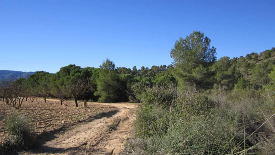 Sale - Land - Yecla - Yecla Centro