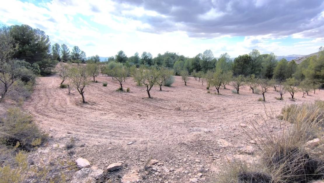 Sale - Land - Yecla - Yecla Centro