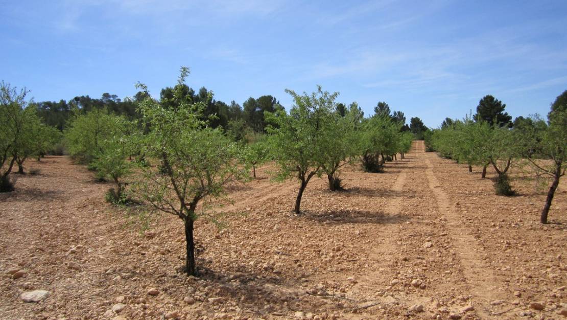 Sale - Land - Yecla - Yecla Centro