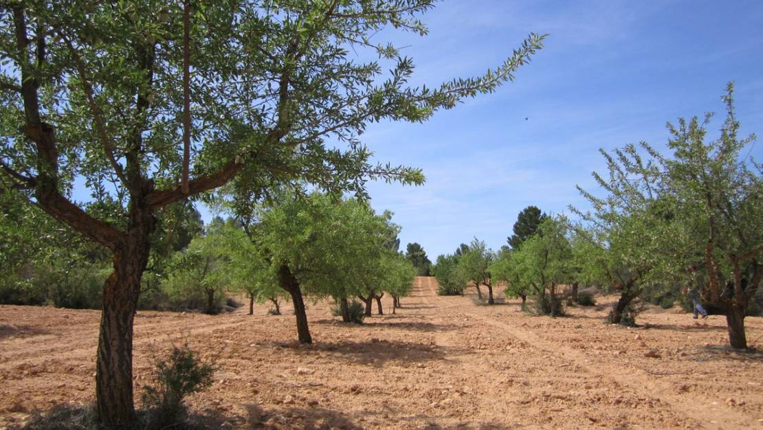 Sale - Land - Yecla - Yecla Centro