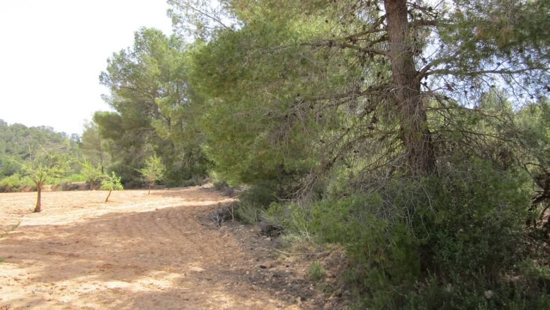 Sale - Land - Yecla - Yecla Centro