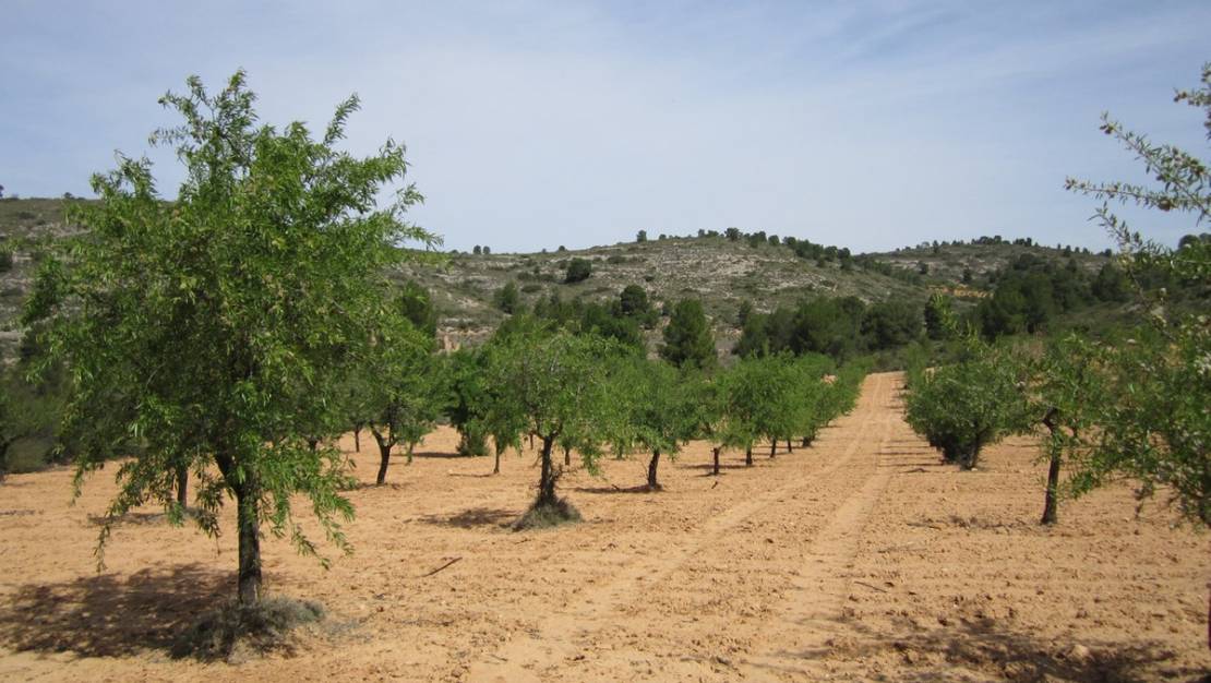 Sale - Land - Yecla - Yecla Centro