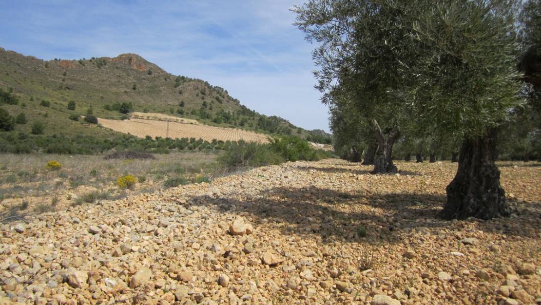 Sale - Land - Yecla - Yecla Centro