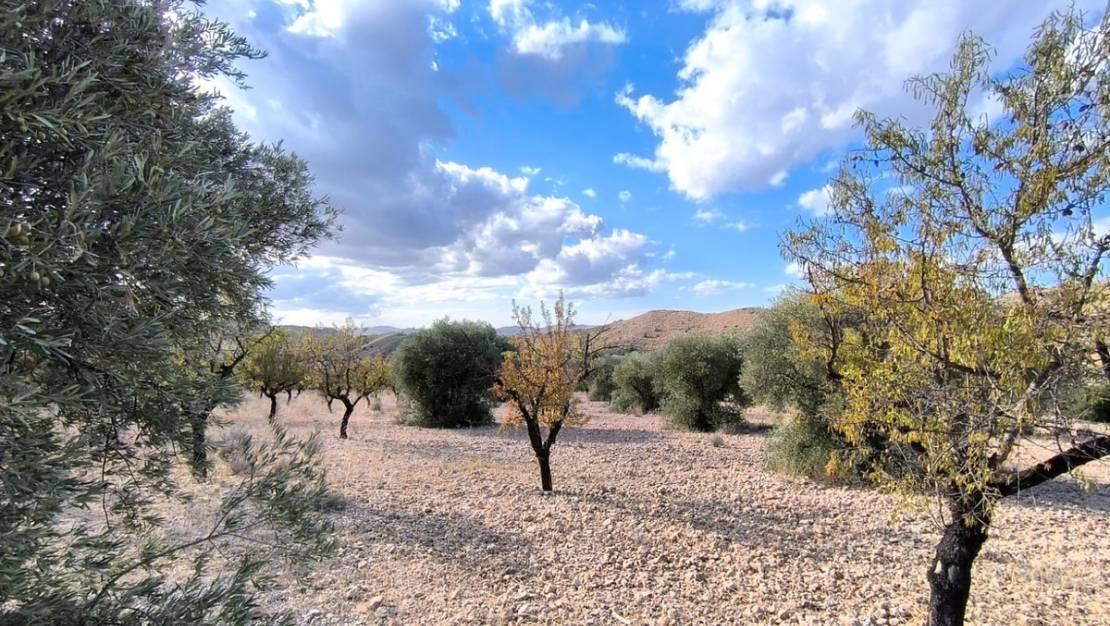 Sale - Land - Yecla - Yecla Centro