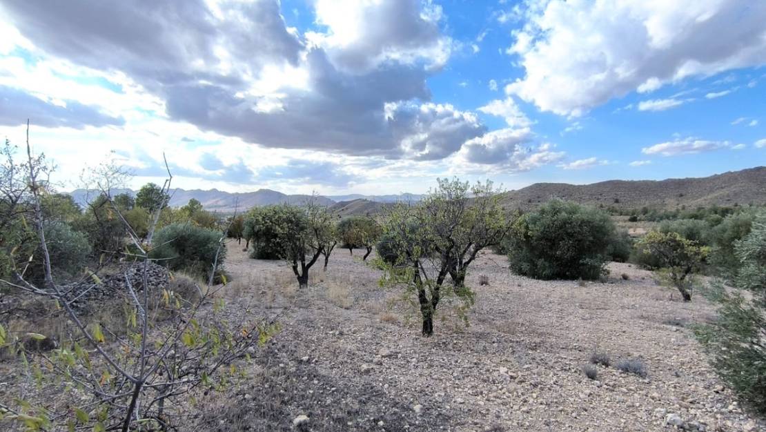 Sale - Land - Yecla - Yecla Centro