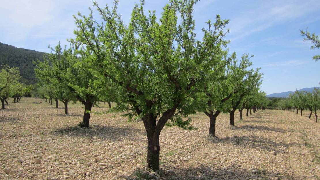 Sale - Land - Yecla - Yecla Centro