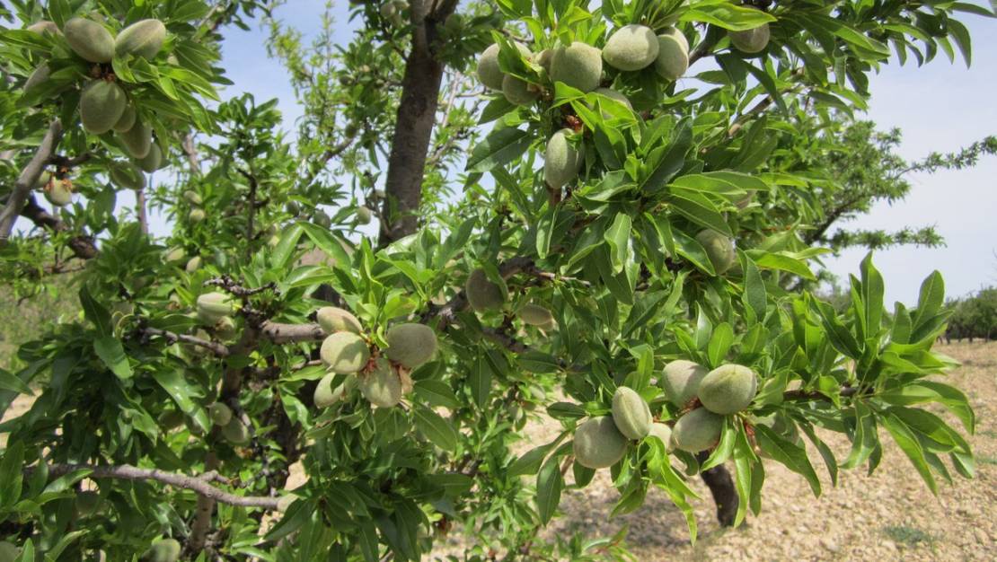 Sale - Land - Yecla - Yecla Centro