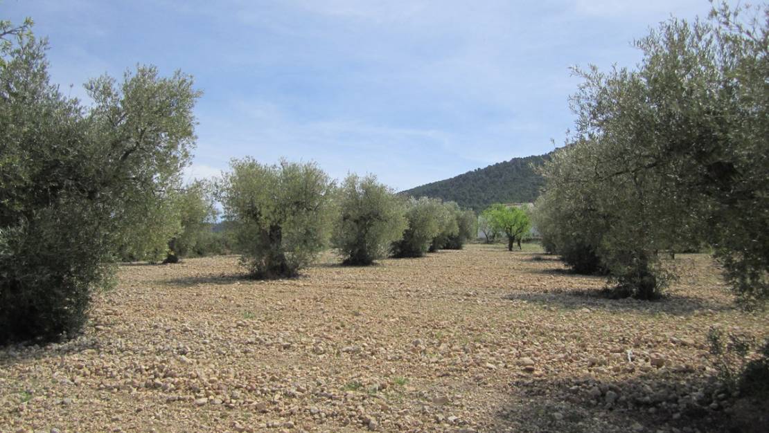 Sale - Land - Yecla - Yecla Centro