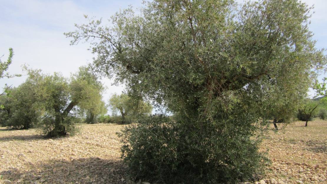 Sale - Land - Yecla - Yecla Centro