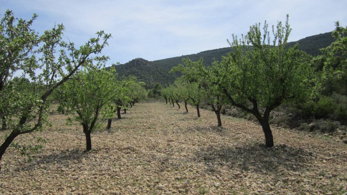 Sale - Land - Yecla - Yecla Centro