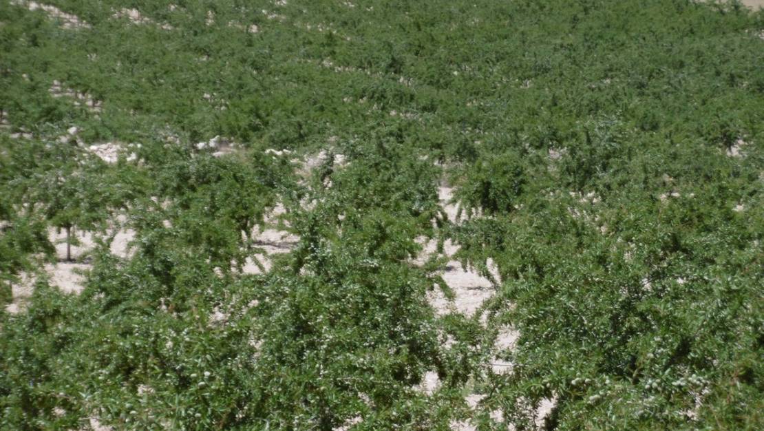 Sale - Land - Yecla - Yecla Centro