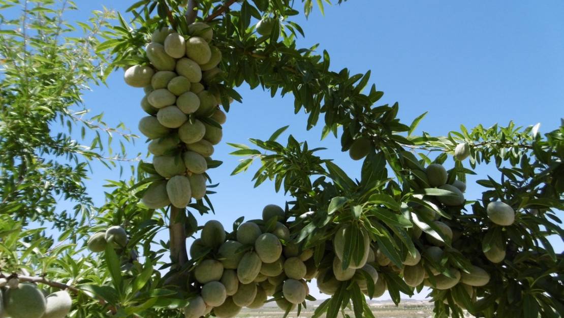 Sale - Land - Yecla - Yecla Centro