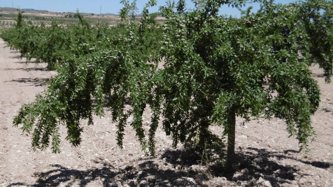 Sale - Land - Yecla - Yecla Centro