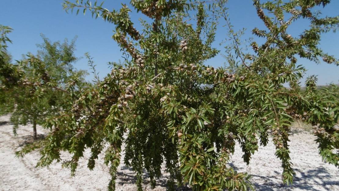 Sale - Land - Yecla - Yecla Centro