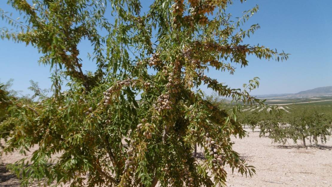 Sale - Land - Yecla - Yecla Centro