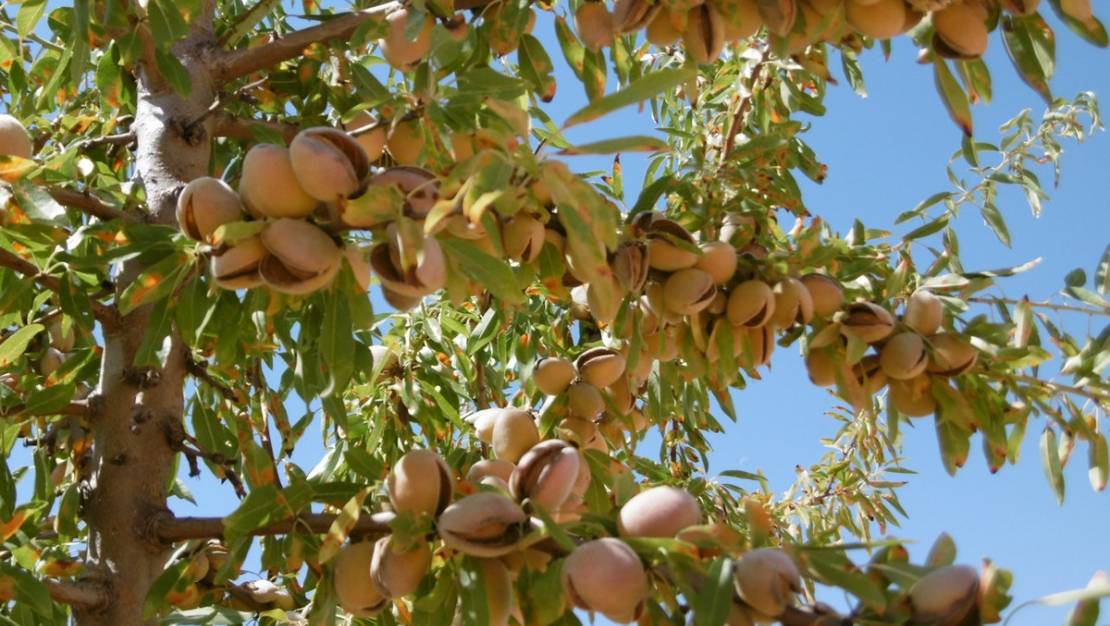 Sale - Land - Yecla - Yecla Centro