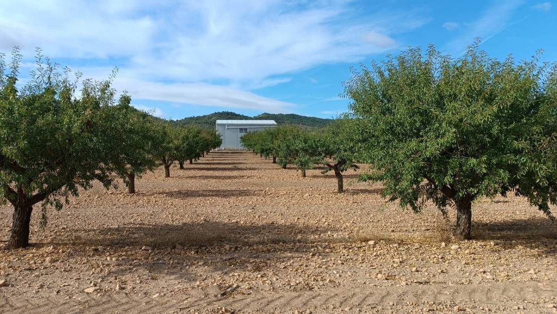 Sale - Land - Yecla - Yecla Centro