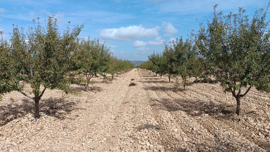 Sale - Land - Yecla - Yecla Centro