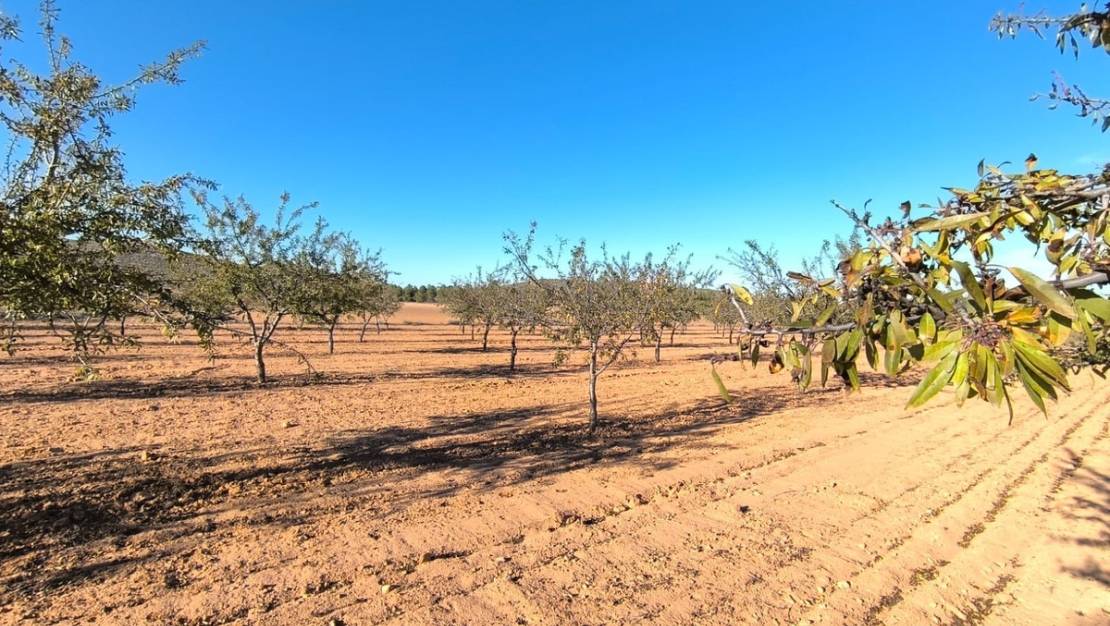 Sale - Land - Yecla - Yecla Centro