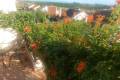 Sale - Villa - Algorfa - La finca golf