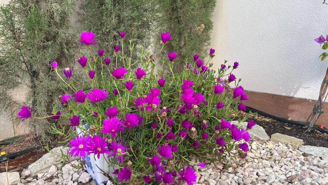 Sale - Villa - Alicante - Alicante Centro