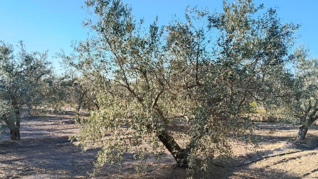 Sale - Villa - Elche - Las Bayas