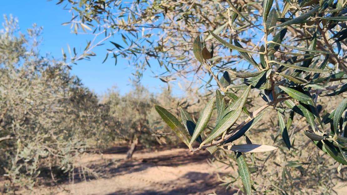 Sale - Villa - Elche - Las Bayas