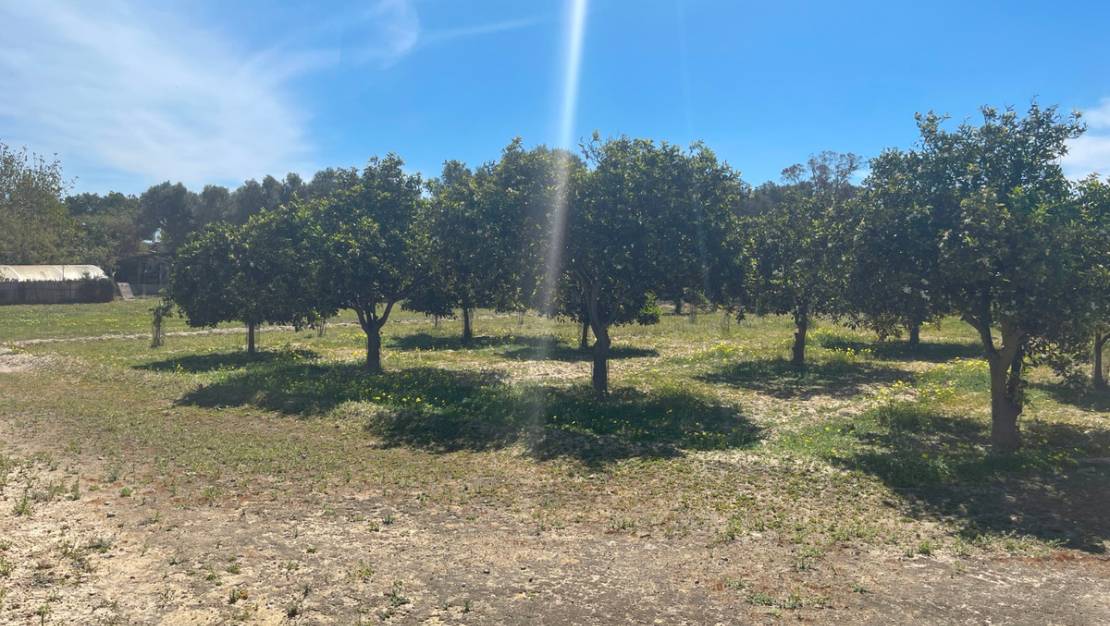 Sale - Villa - Guardamar del Segura - Guardamar del Segura Centro