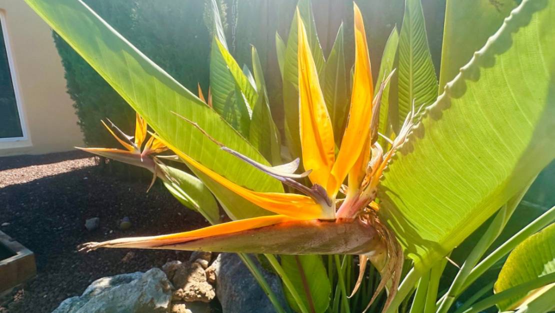 Sale - Villa - Jávea - Xàbia - Jávea - Xàbia Centro