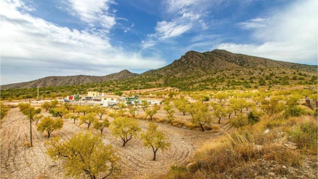 Sale - Villa - Jumilla - Jumilla Centro