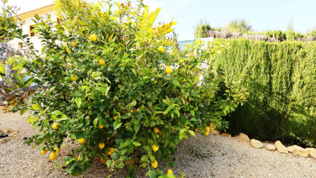 Sale - Villa - La Nucía - La Nucia Centro