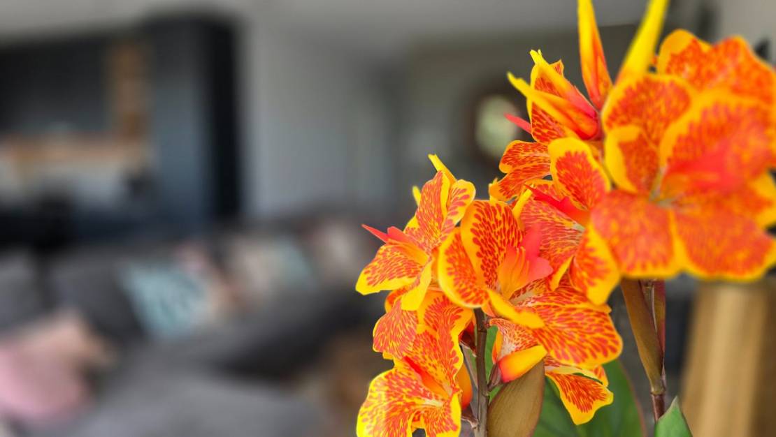 Sale - Villa - Los Montesinos - Los Montesinos Centro