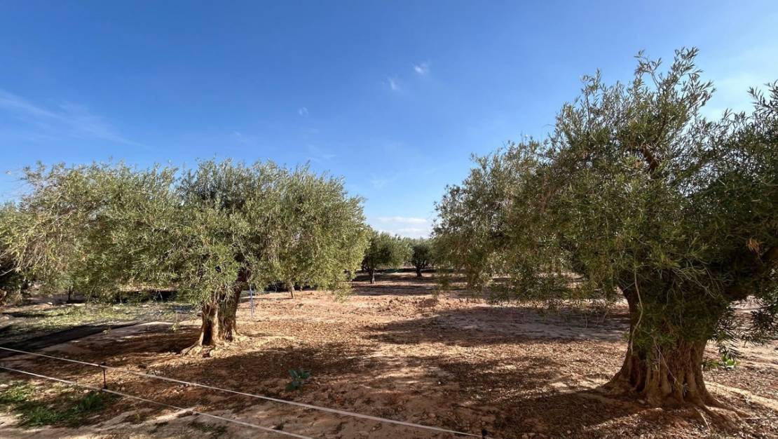 Sale - Villa - Murcia - Fuente Álamo de Murcia