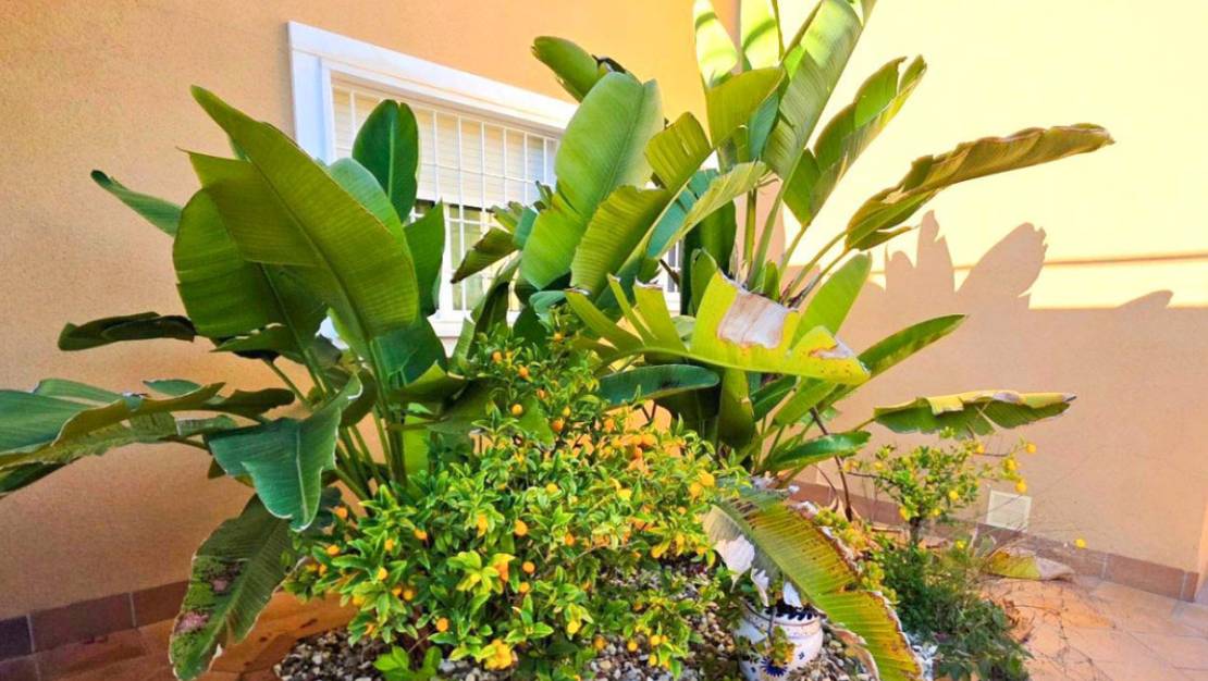 Sale - Villa - Orihuela - Campoamor