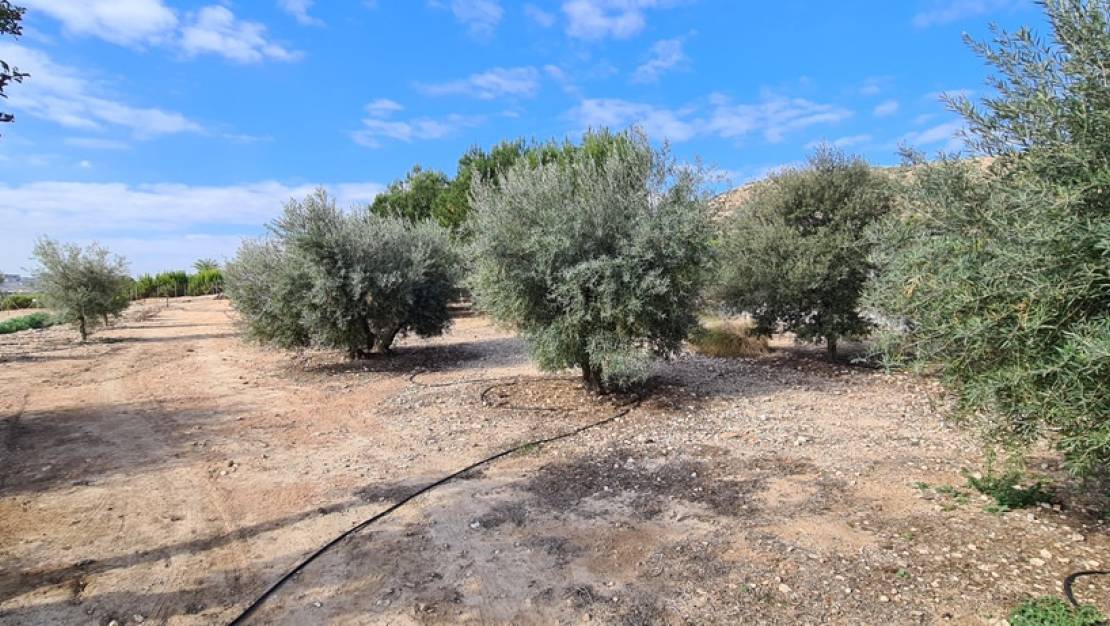 Sale - Villa - Orihuela - La Matanza