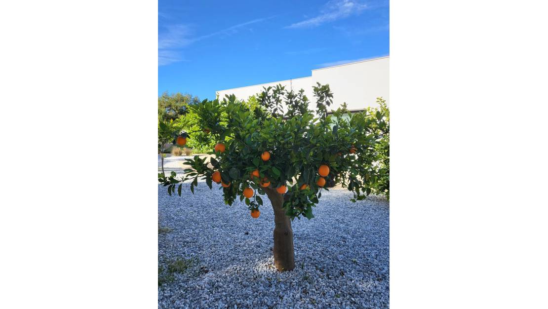 Sale - Villa - Orihuela - Orihuela Centro