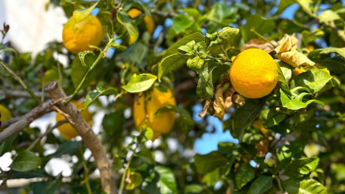 Sale - Villa - Orihuela - Villamartin