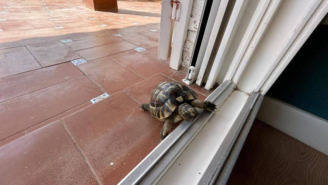 Sale - Villa - San Miguel de Salinas - San Miguel de Salinas Centro