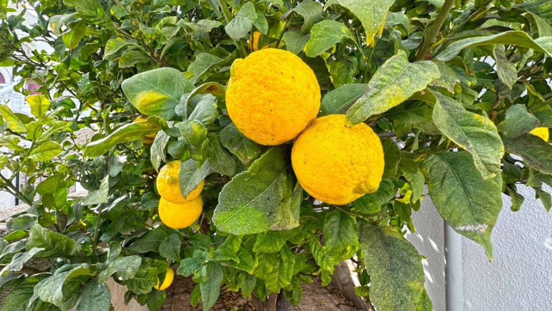 Sale - Villa - San Miguel de Salinas - San Miguel de Salinas Centro