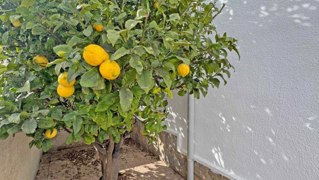 Sale - Villa - San Miguel de Salinas - San Miguel de Salinas Centro