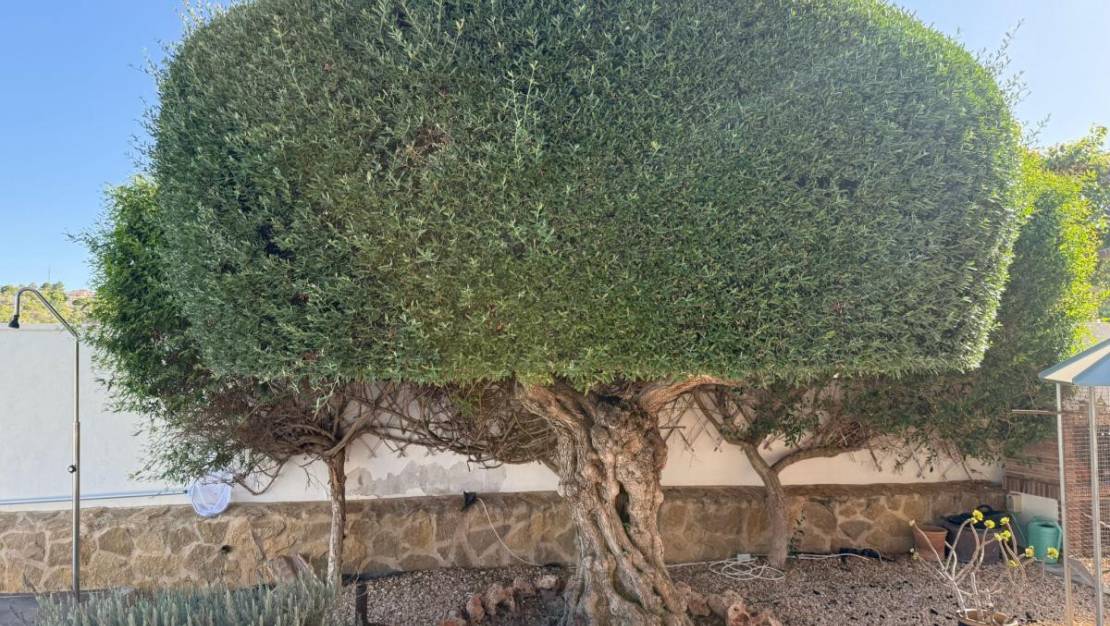 Sale - Villa - San Miguel de Salinas - San Miguel de Salinas Centro