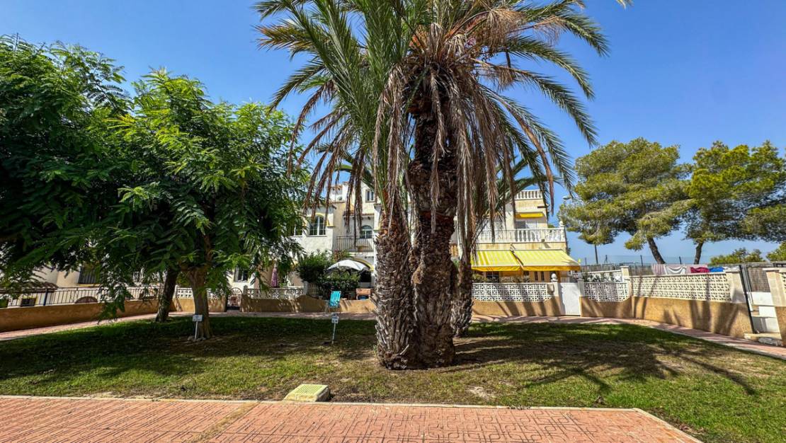 Sale - Villa - San Miguel de Salinas - San Miguel de Salinas Centro