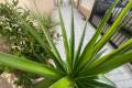 Sale - Villa - San Pedro del Pinatar - Lo Pagan