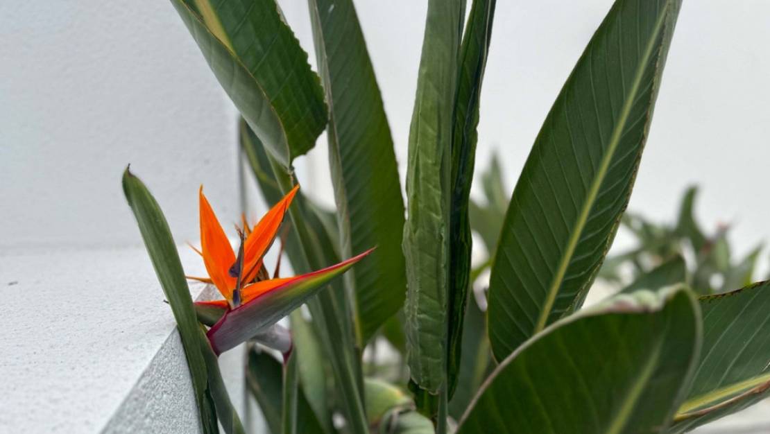 Sale - Villa - Torrevieja - Torrevieja Centro