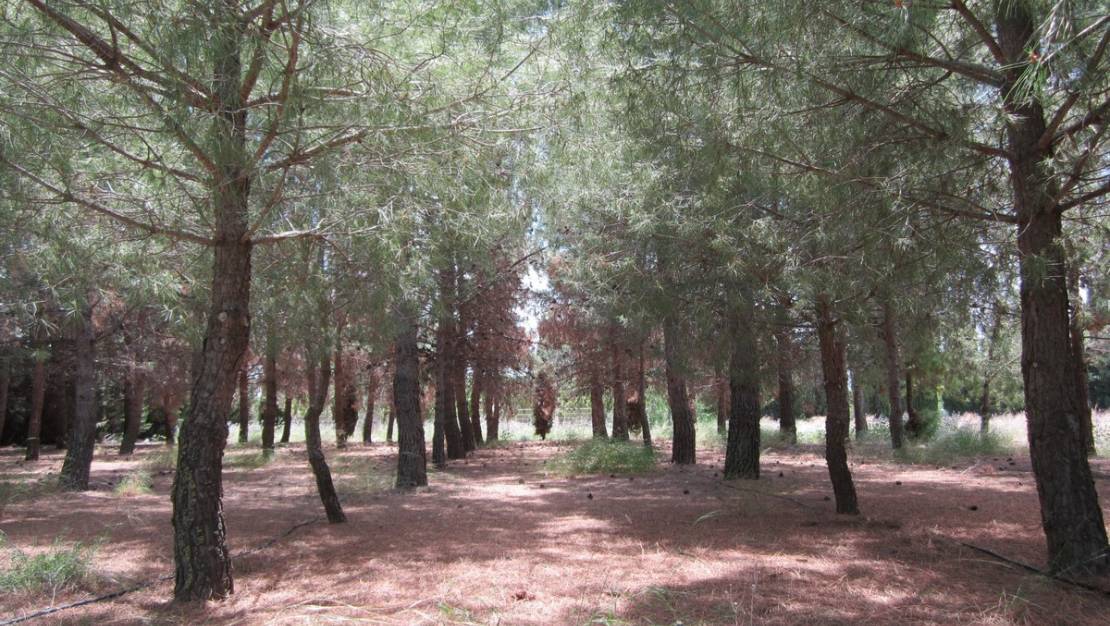 Sale - Villa - Yecla - Yecla Centro