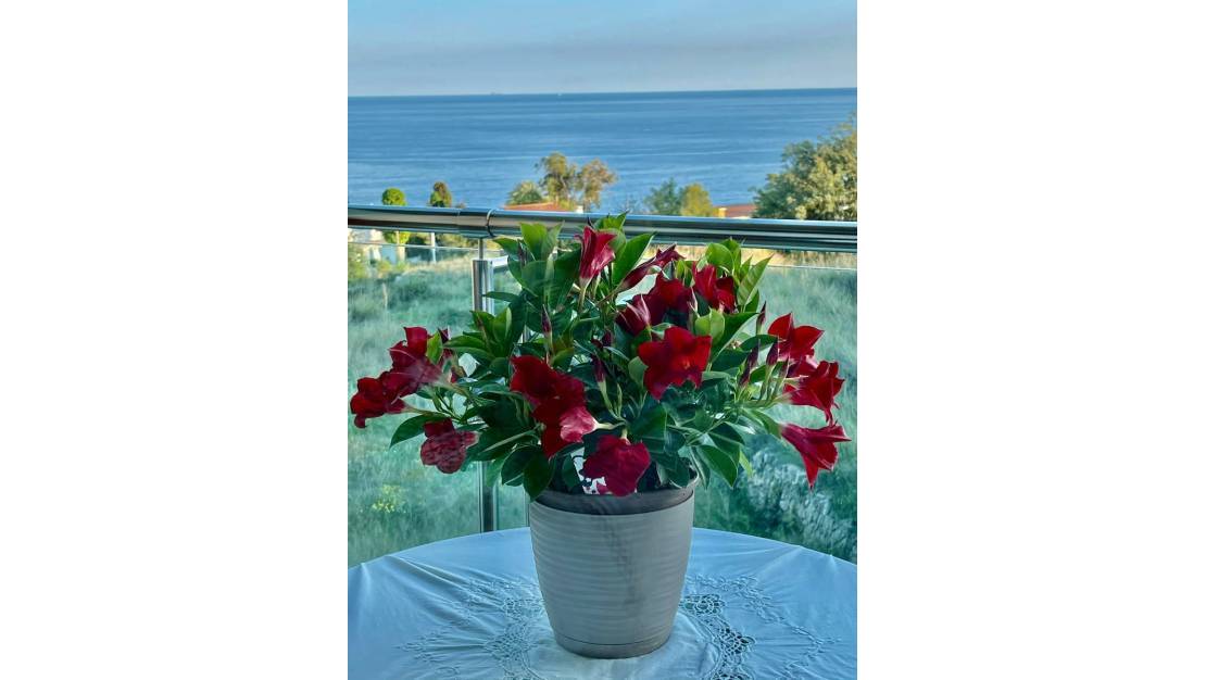 Venta - Apartment - Calpe - Calpe Centro