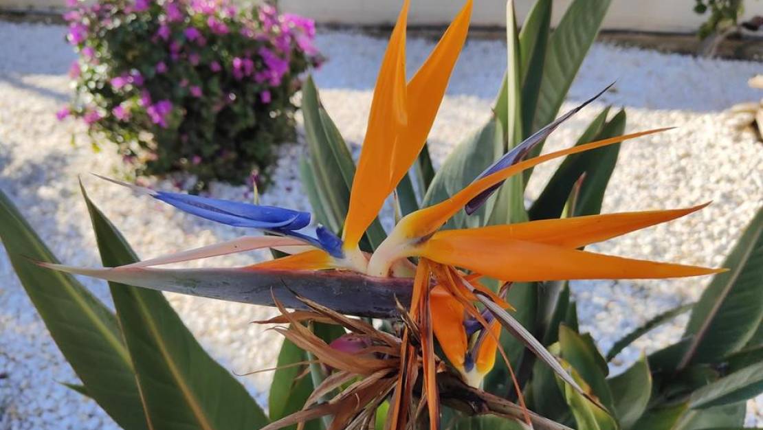 Venta - Apartment - Denia - Denia Centro